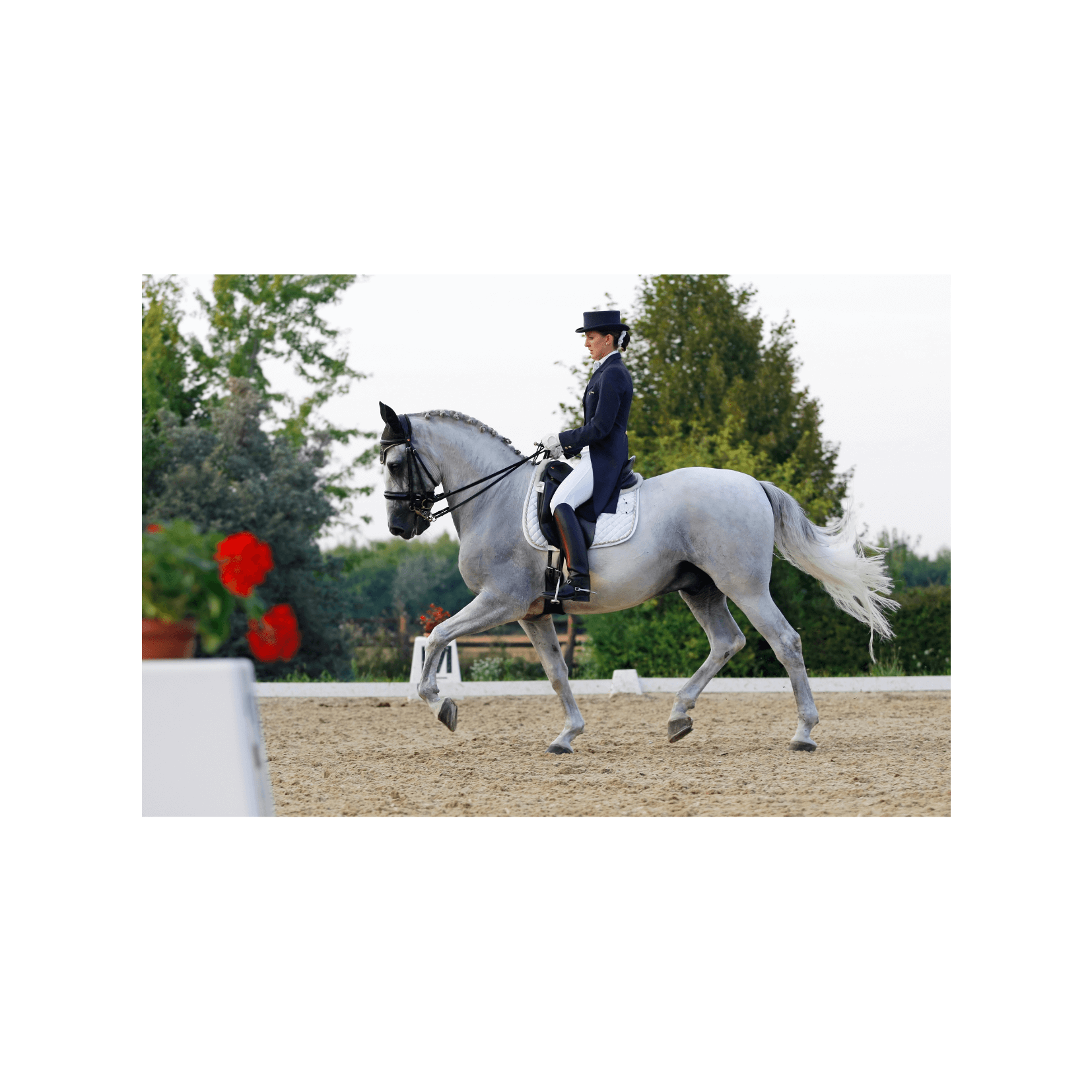 jeux olympiques cheval équitation